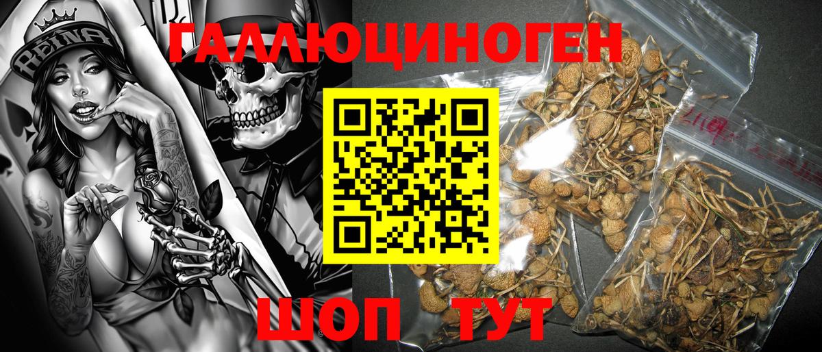 Галлюциногенные грибы Psilocybe  купить  цена  Обь  Вход с VPN 