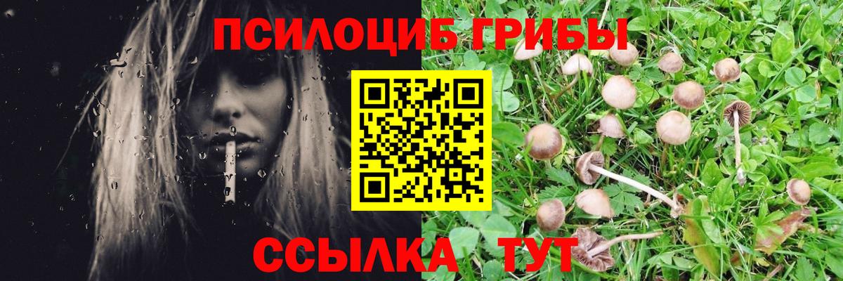 Псилоцибиновые грибы Psilocybe Обь